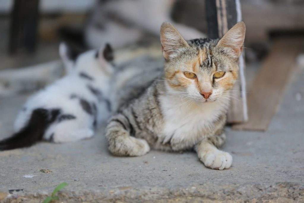 Chat Qui Tousse Quelles Causes Et Comment Le Traiter Nature De Chat