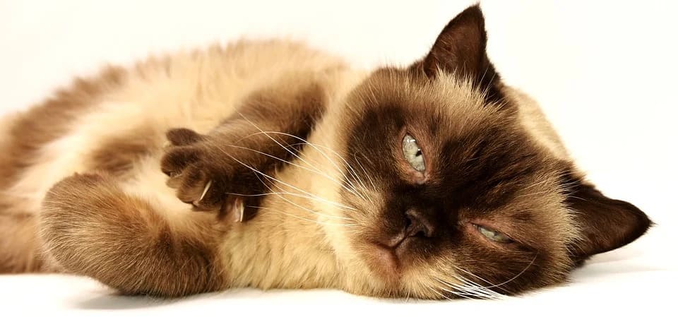 chat qui tremble