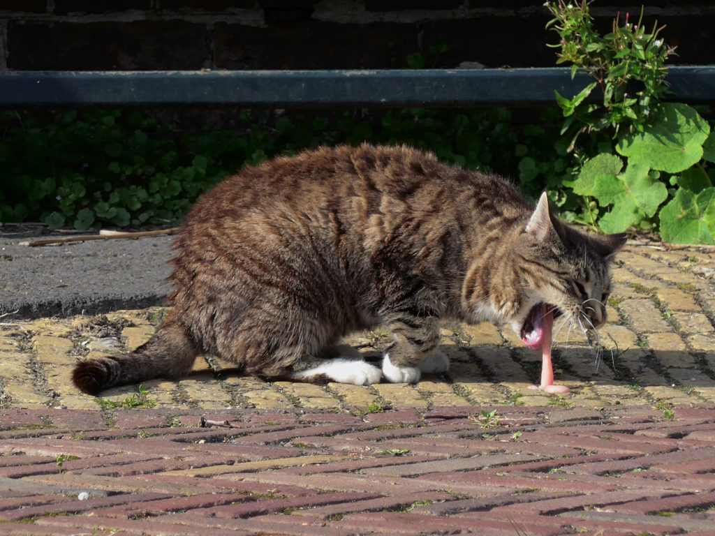 Chat qui vomit : Comprendre et agir - Nature de Chat