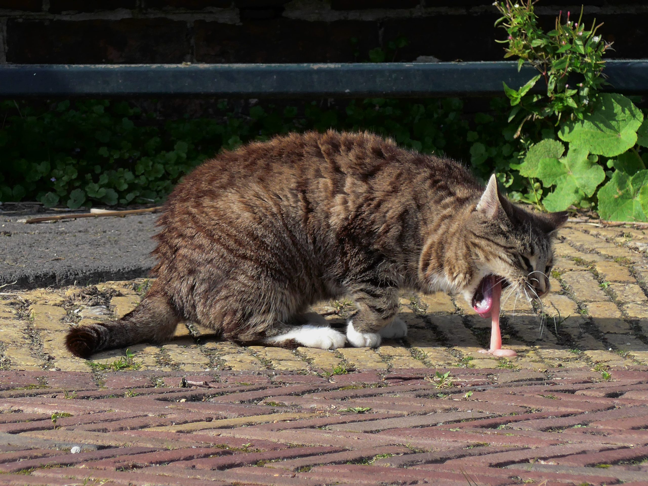 chat qui vomit