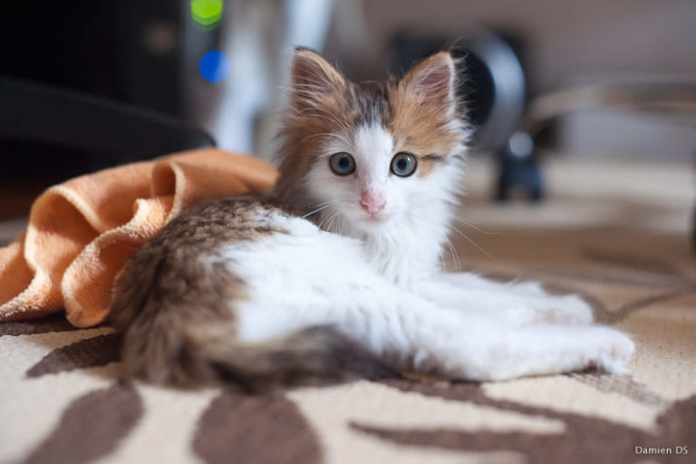 Chat qui ronronne Tout ce qu’il faut savoir