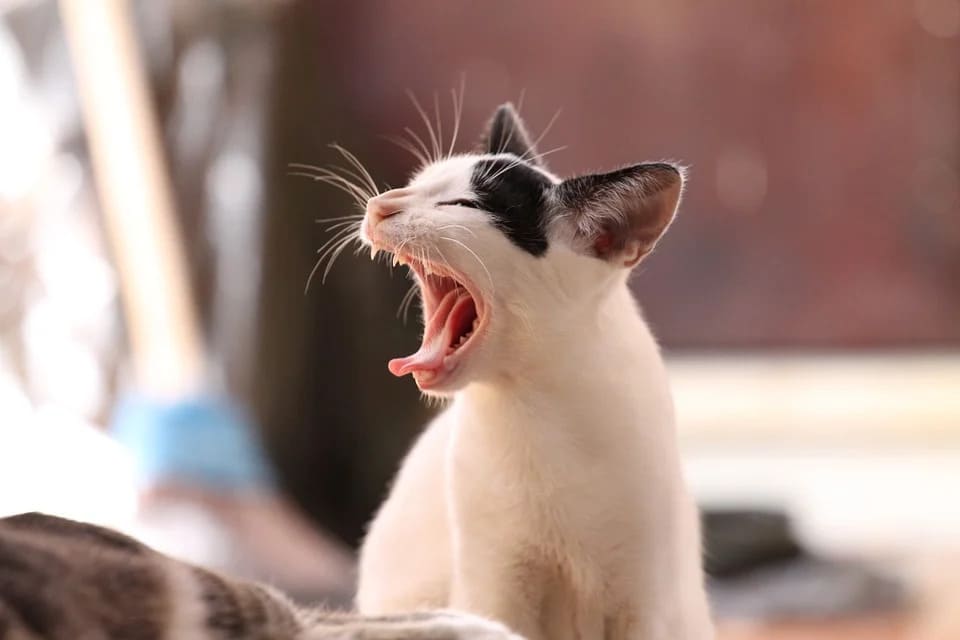 chat qui vomit de la mousse