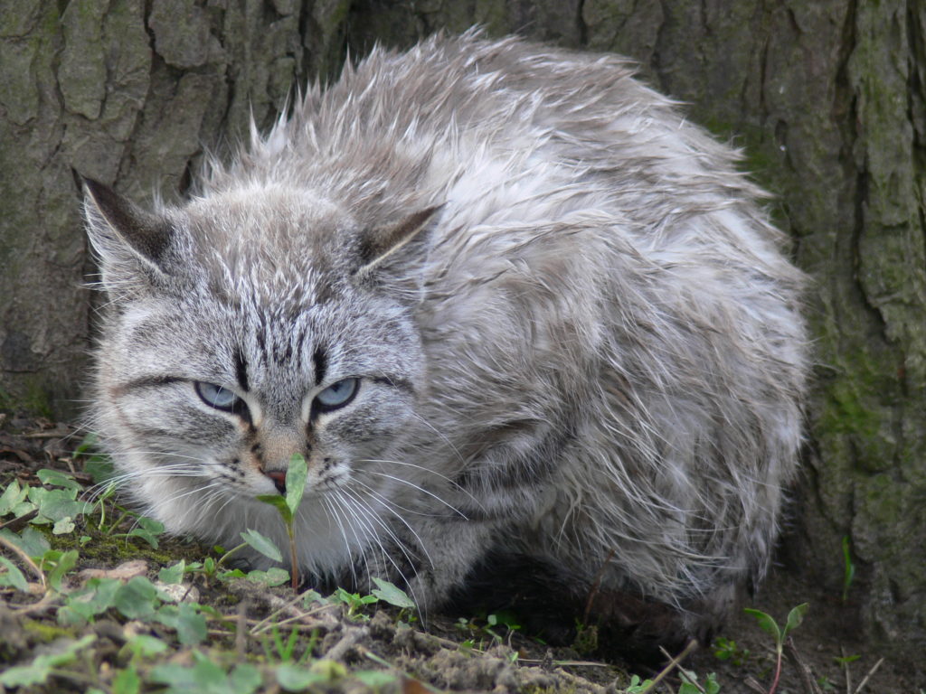 Chat Qui Eternue Comprendre Les Causes Et Que Faire Nature De Chat