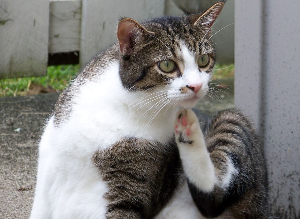 mon chat s'arrache les poils