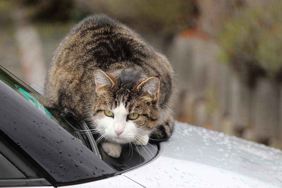 calmant chat voyage voiture