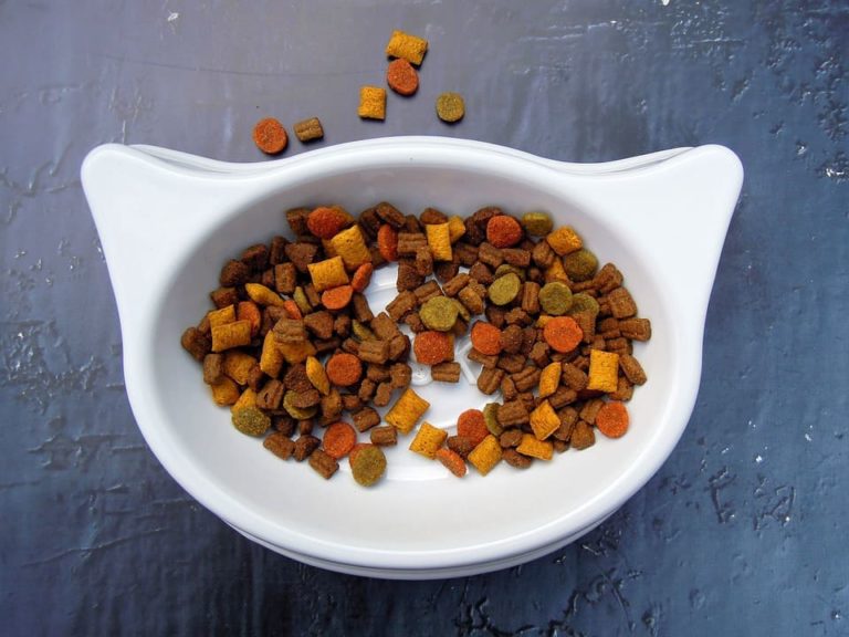 Chat qui ne mange plus Comprendre et agir