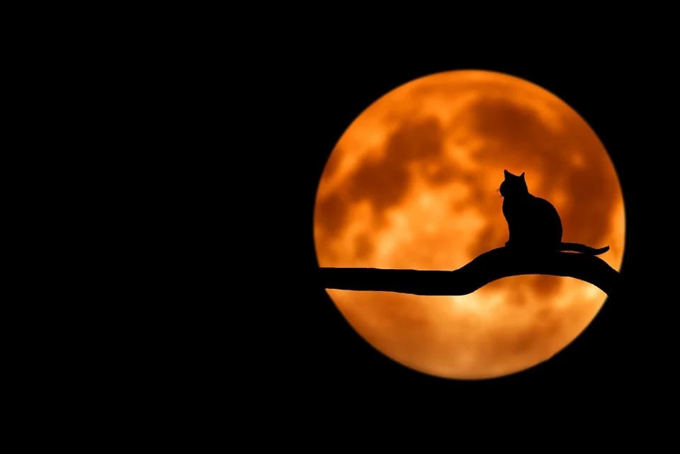 comment le chat voit la nuit