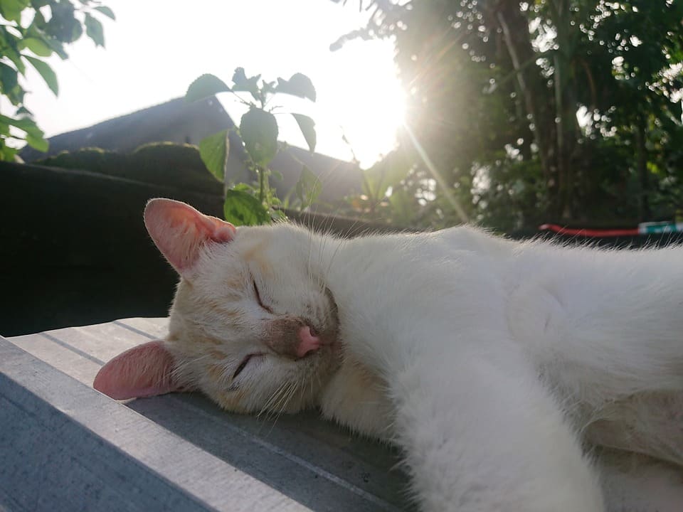 Chat Qui Boite De La Patte Avant Comprendre Et Agir Nature De Chat