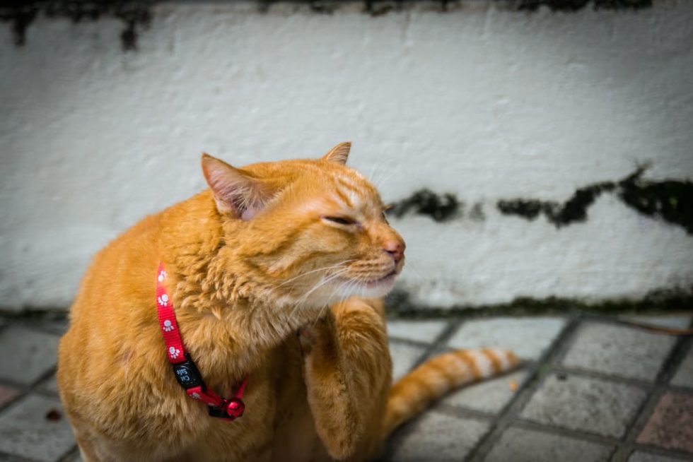 Chat qui se gratte Pourquoi et que faire