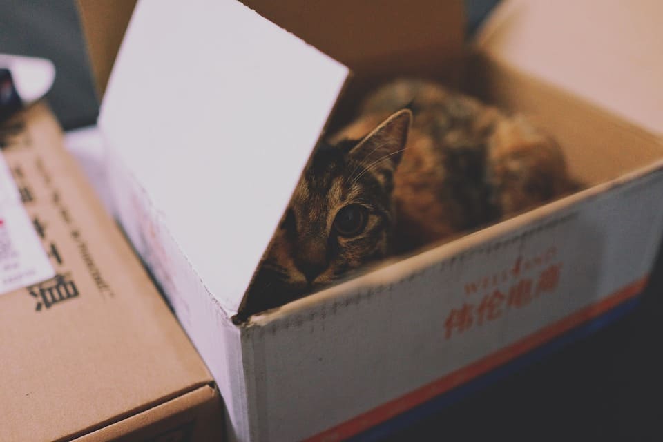 chats et cartons