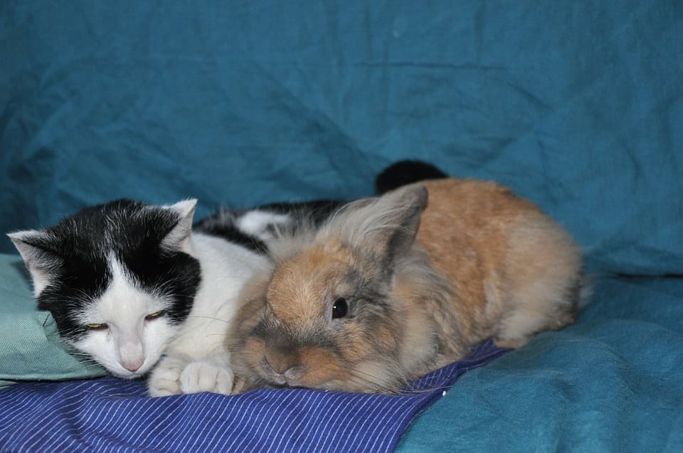 Chat Et Lapin Comment Les Faire Cohabiter Nature De Chat