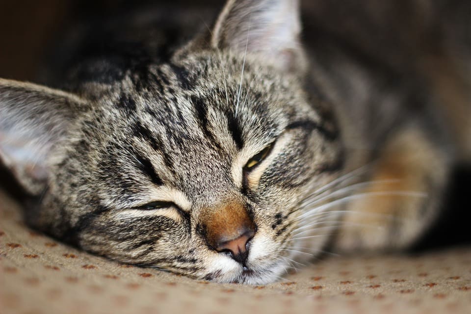 chat qui dort beaucoup après une bagarre