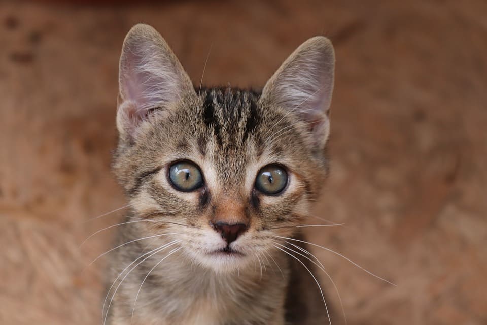 oreilles de chat froides