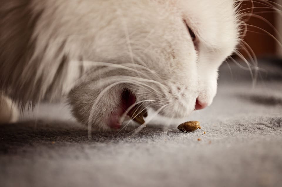 Chat qui vomit ses croquettes : Pourquoi et que faire ? - Nature de Chat