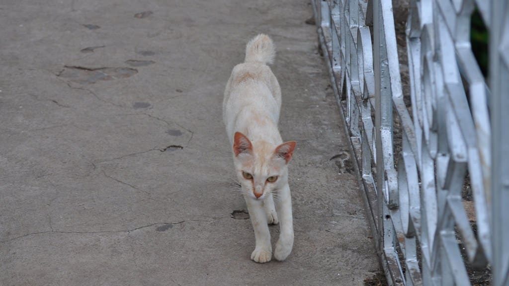 chat qui maigrit vite