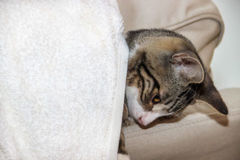 comment moucher le nez d un chat