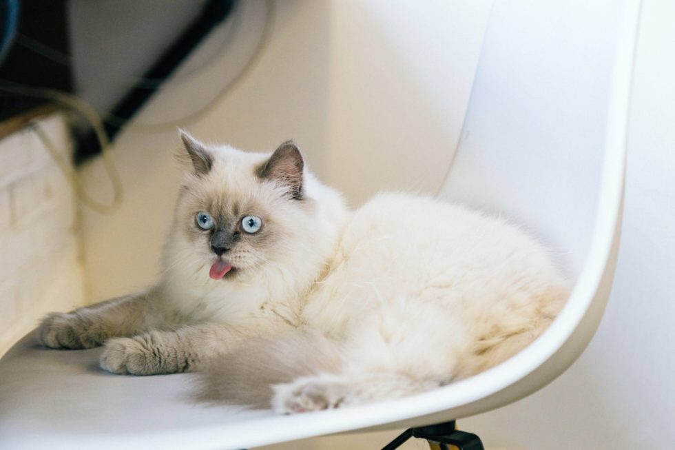 Chat qui bave et tire la langue Comprendre et agir Nature de Chat