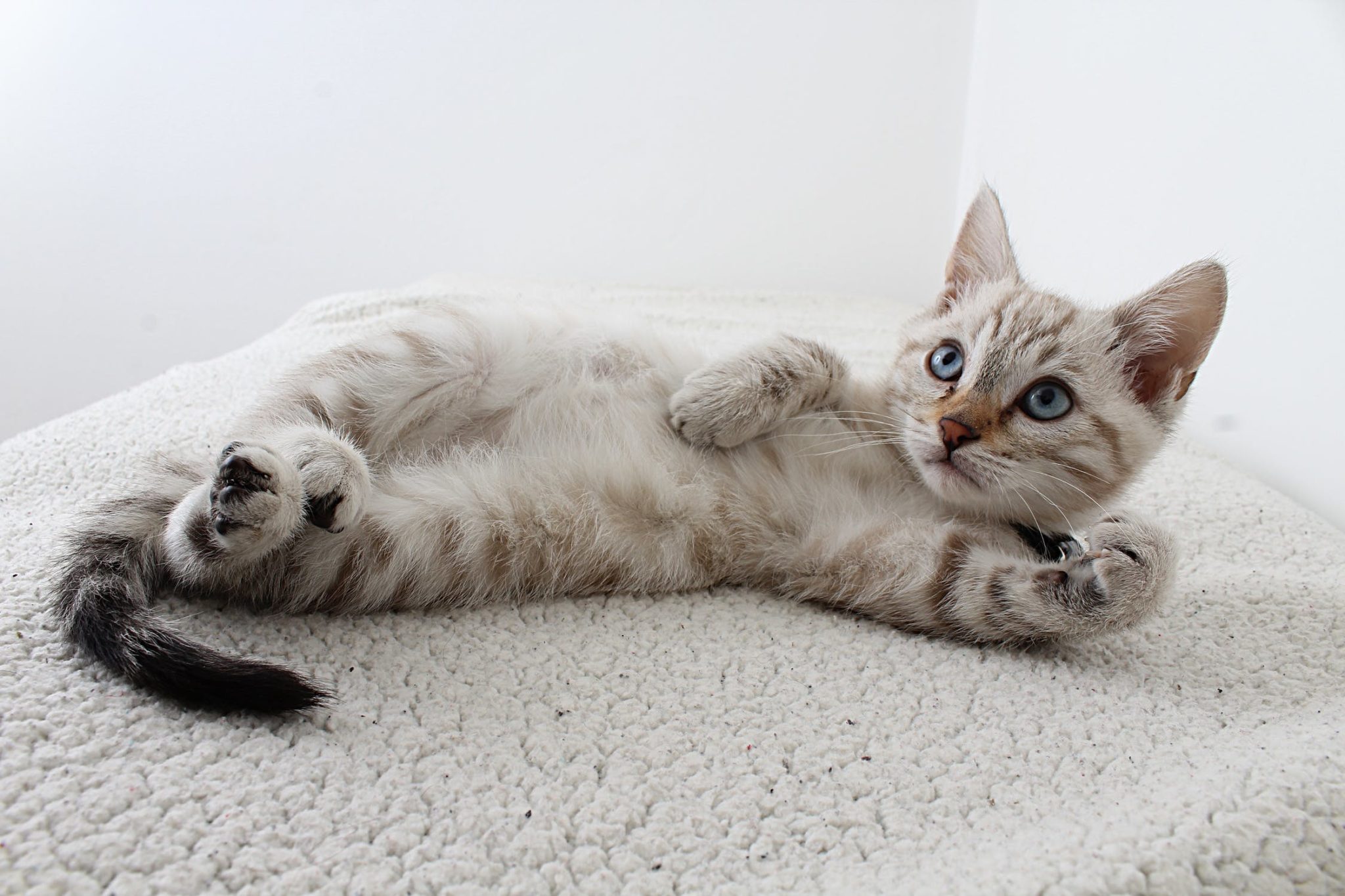 Chat qui perd ses poils Comprendre et agir Nature de Chat