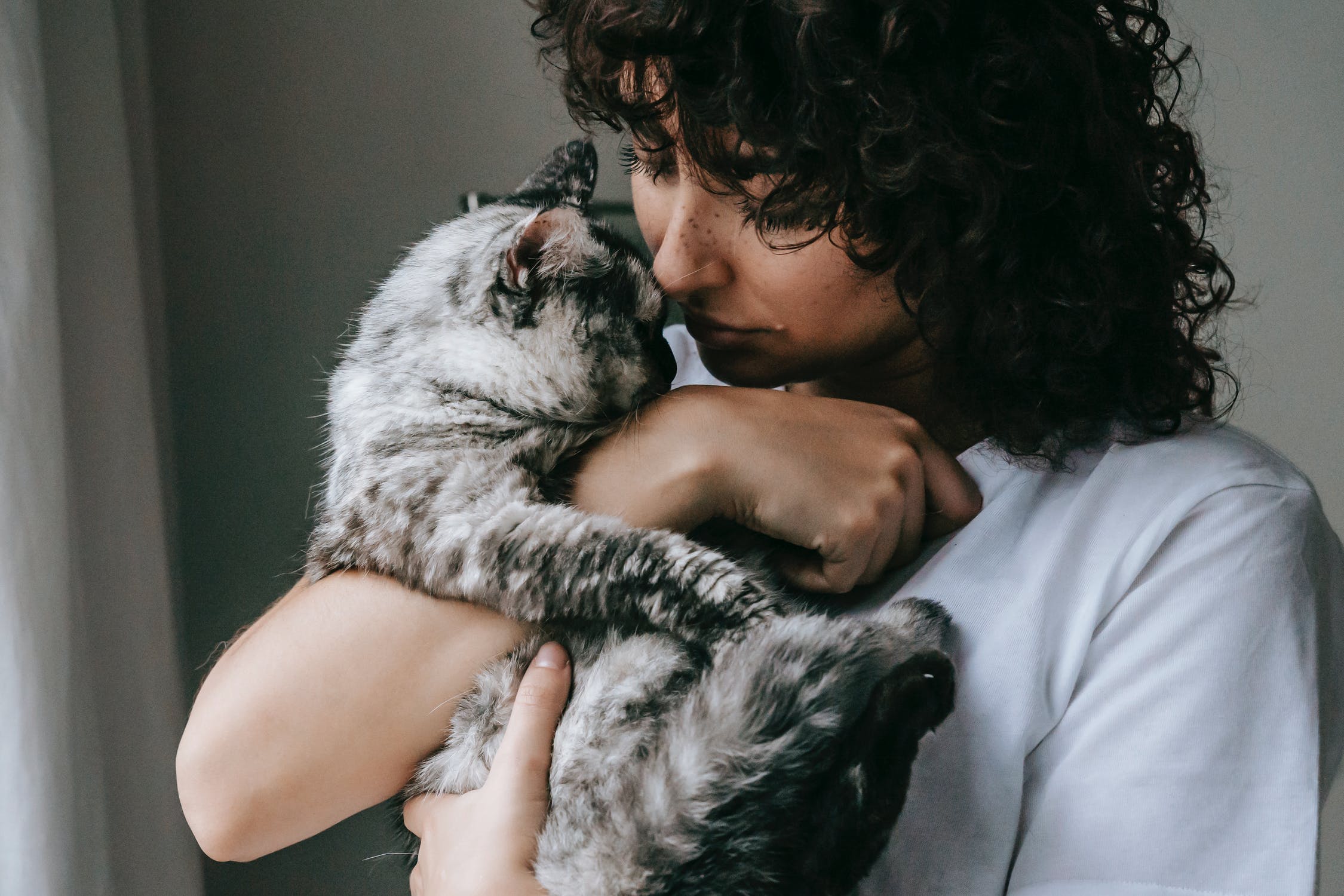 Chat Qui Ne Ronronne Pas Comprendre Et Agir Nature De Chat