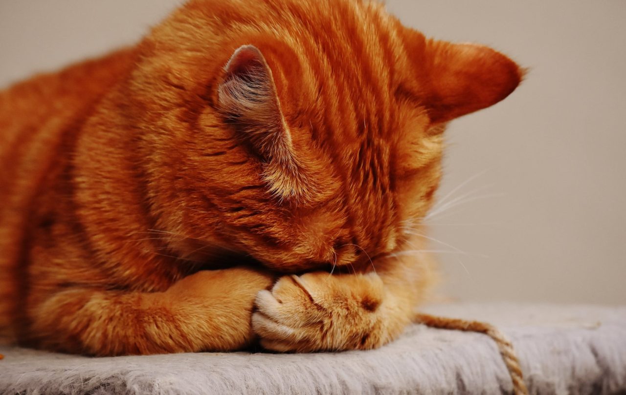 Chat qui vomit blanc Pourquoi et que faire ? Nature de Chat