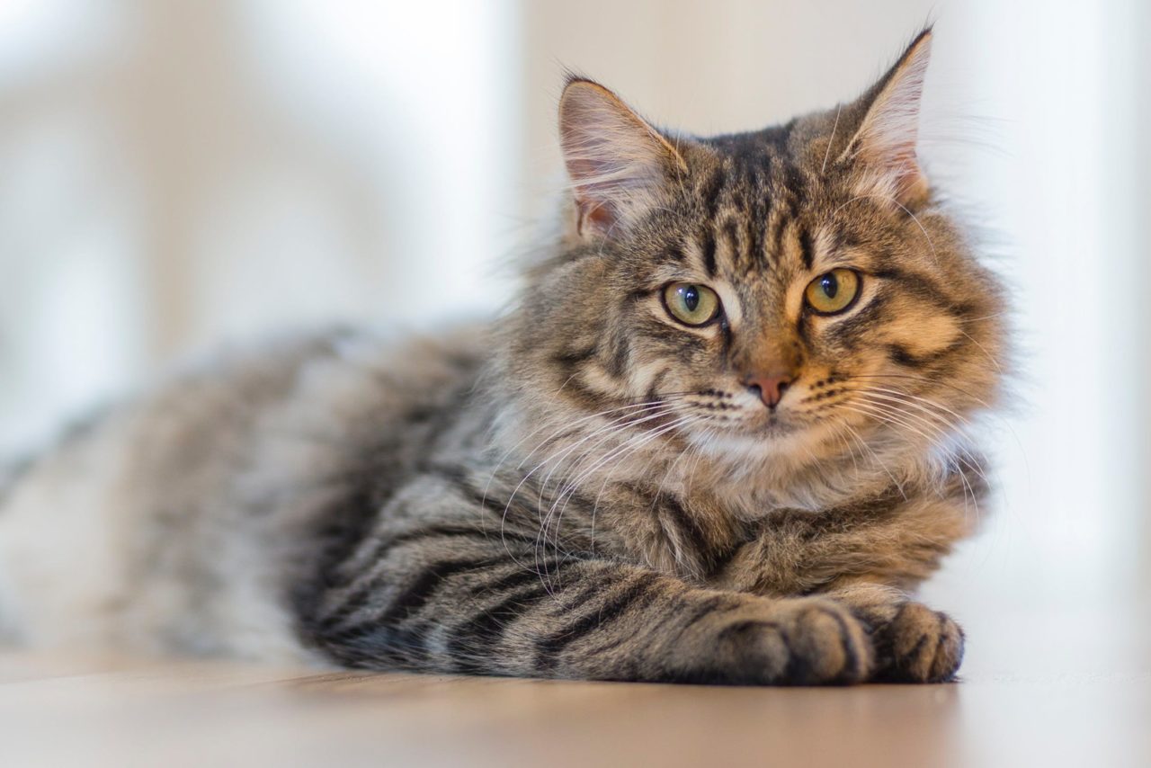 Chat qui perd ses poils Comprendre et agir Nature de Chat