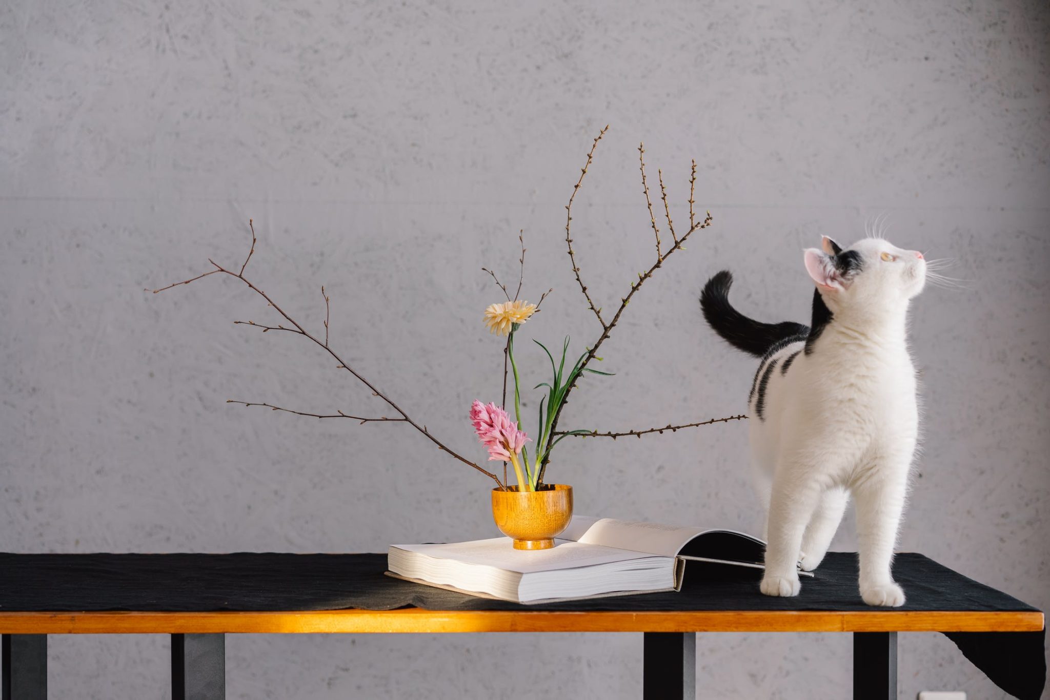 Chat qui respire vite Pourquoi et que faire ? Nature de Chat