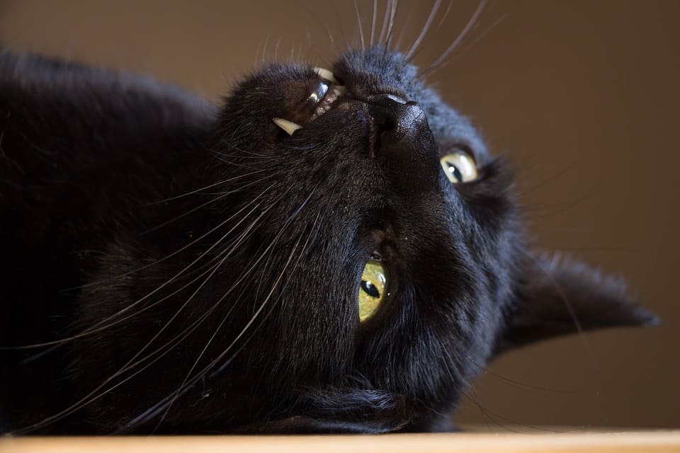 chat qui a les dents noires