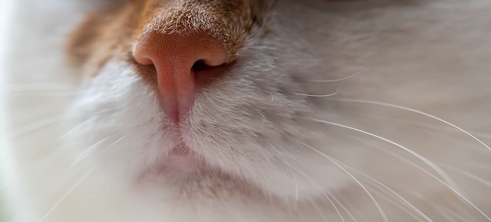 deboucher nez chat
