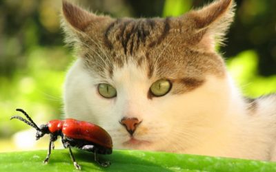Mon chat mange des insectes : Est-ce dangereux ?