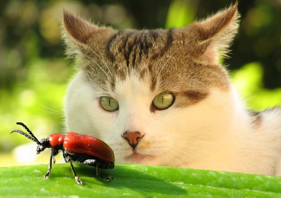 mon chat mange des insectes