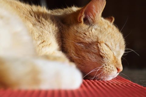 chat qui dort beaucoup et mange peu