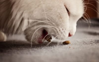 Mon chat ne mange plus ses croquettes : Pourquoi et que faire ?