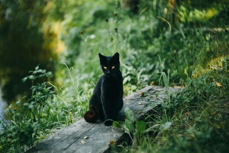 Mon chat n’est pas rentré Pourquoi et que faire ? Nature de Chat
