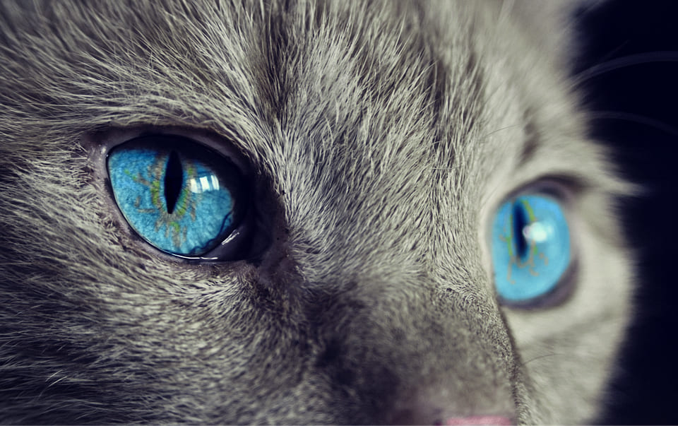 yeux chat changement couleur