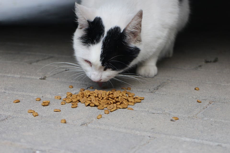 Chat qui vomit ses croquettes : Pourquoi et que faire ? - Nature de Chat