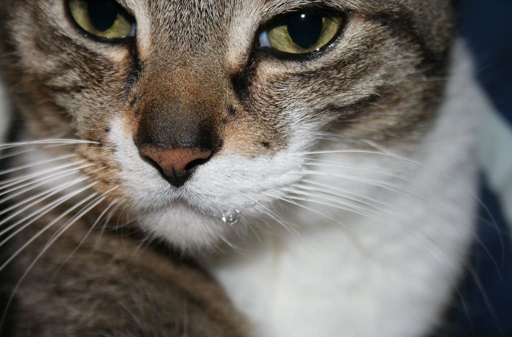 Chat Qui A Un œil Qui Coule Marron Pourquoi Et Que Faire Nature De Chat