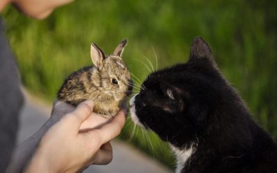 Chat et lapin nain: Comment assurer leur entente?