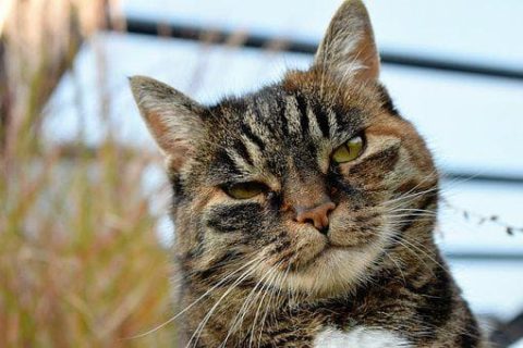 chat oeil rouge et fermé