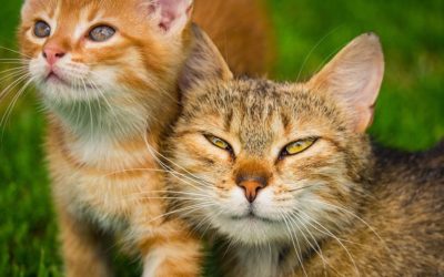 Chat jaloux du chaton : Pourquoi et que faire ?