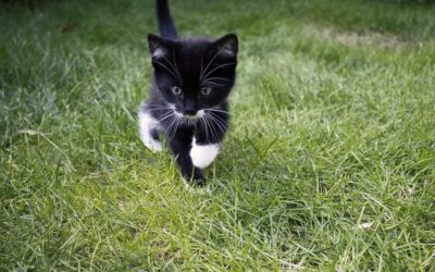 Mon chat mange de l’herbe : Pourquoi et que faire ?