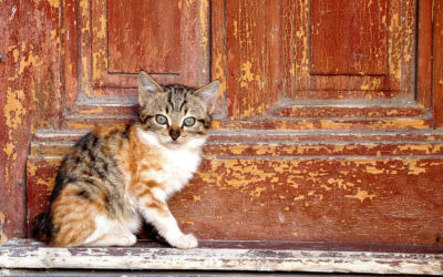 Comment empêcher un chat d’uriner sur ma porte ?