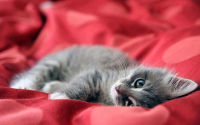 Comment soigner la diarrhée d’un chaton de 3 mois ?