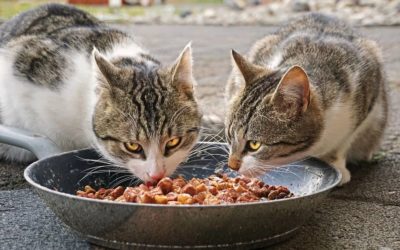Que mange un chat a part les croquettes ?