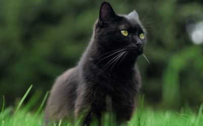 Chat noir avec une tâche blanche : Tout ce qu’il faut savoir