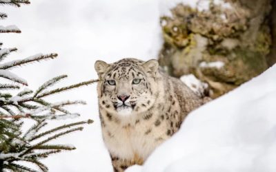 Chat qui ressemble à un leopard : Les différentes races