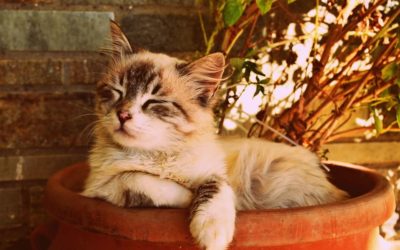 Diarrhée du chaton de 2 mois : Pourquoi et que faire ?