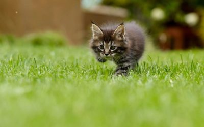 Diarrhée du chaton de 1 mois : Pourquoi et que faire ?