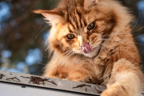 Maine Coon XXL : Tout ce que vous devez savoir - Nature de Chat