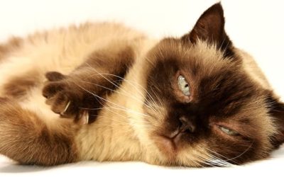 Perte de poil du chat avec trous : Pourquoi et que faire ?