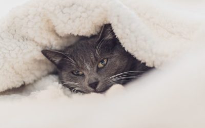 Un chat peut-il mourir de froid ?